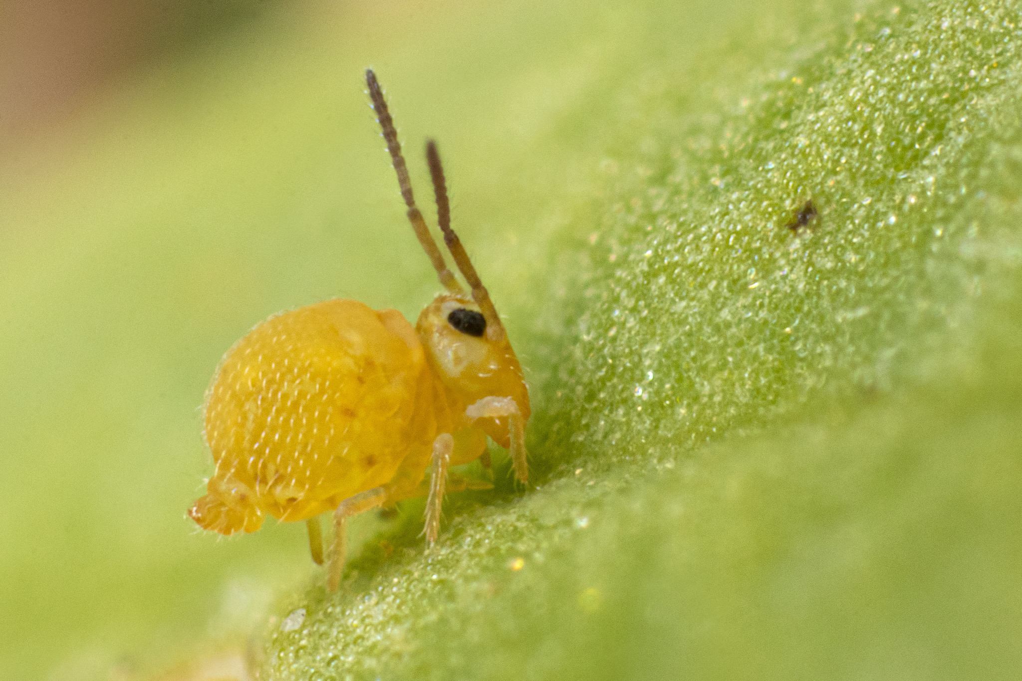Bourletiella arvalis