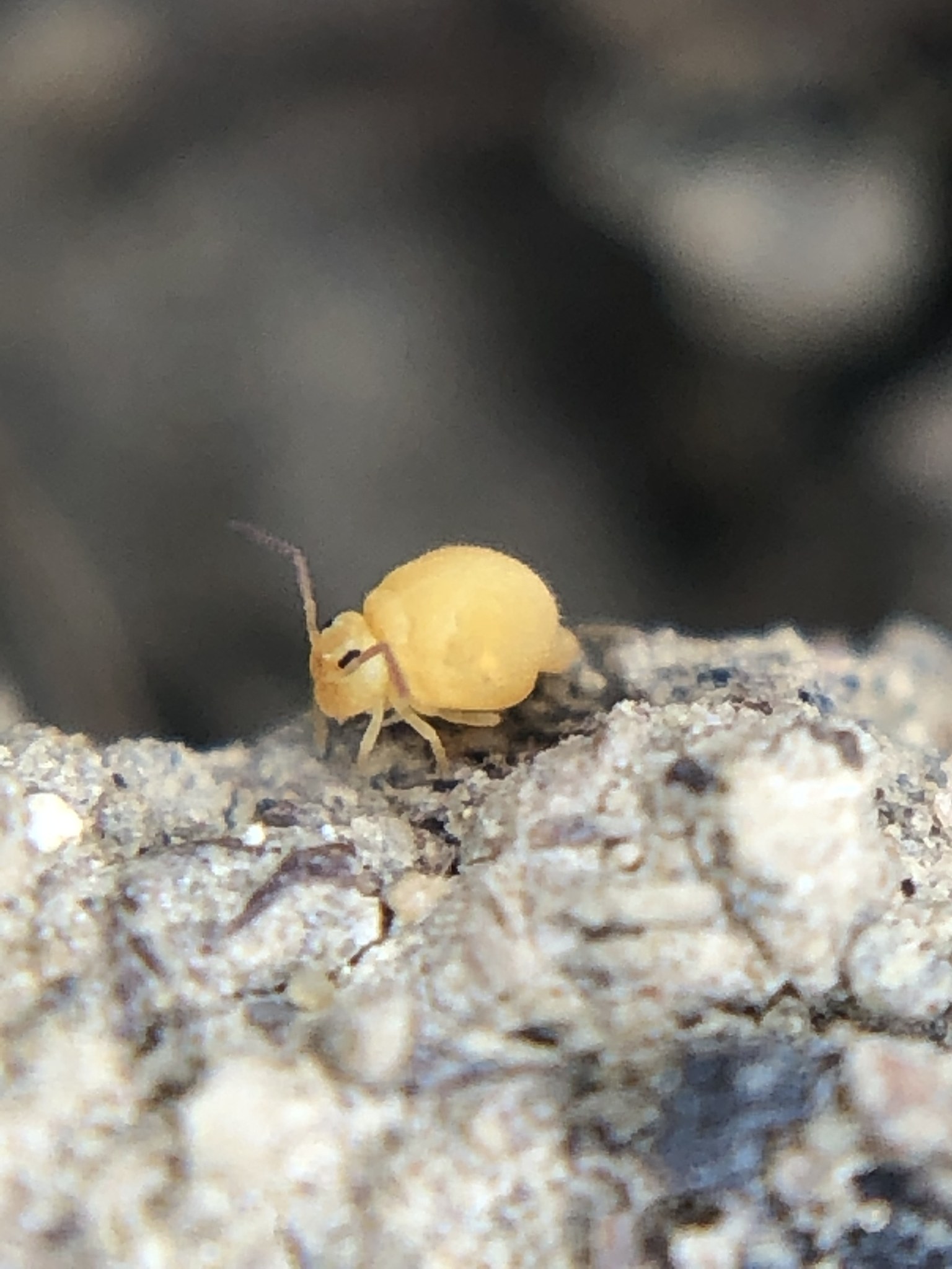 Bourletiella arvalis