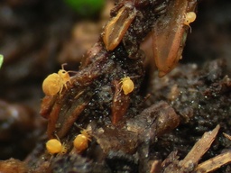 Bourletiella arvalis