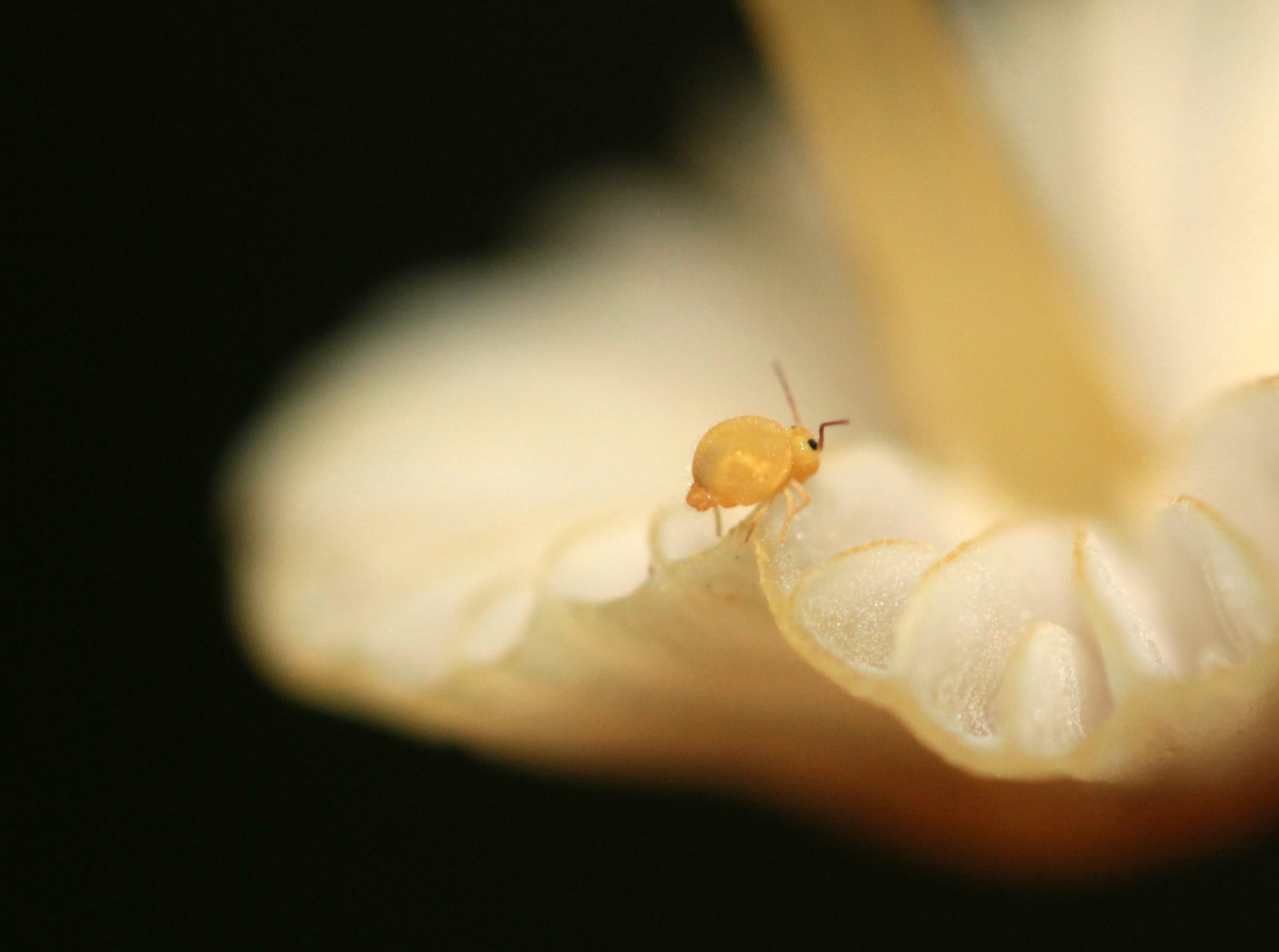 Bourletiella arvalis
