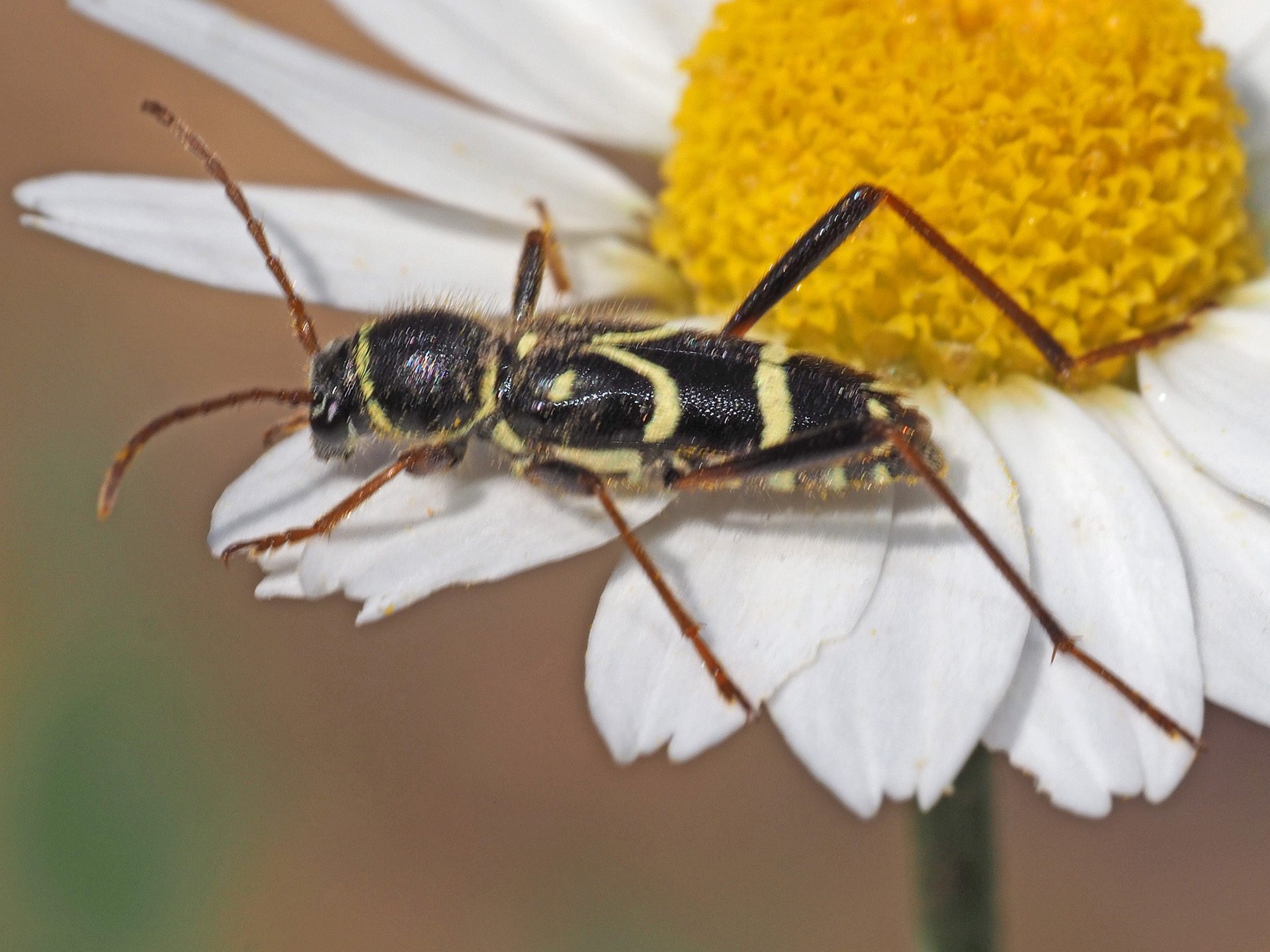 Clytus rhamni