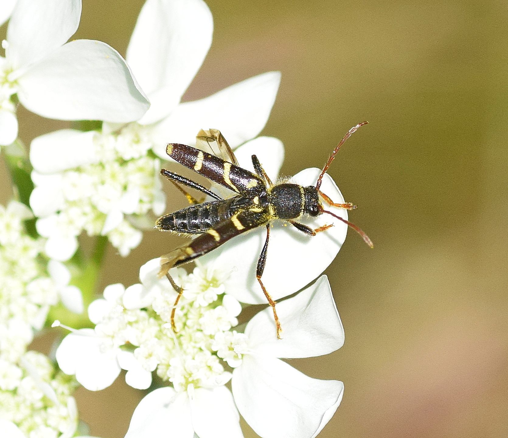 Clytus rhamni