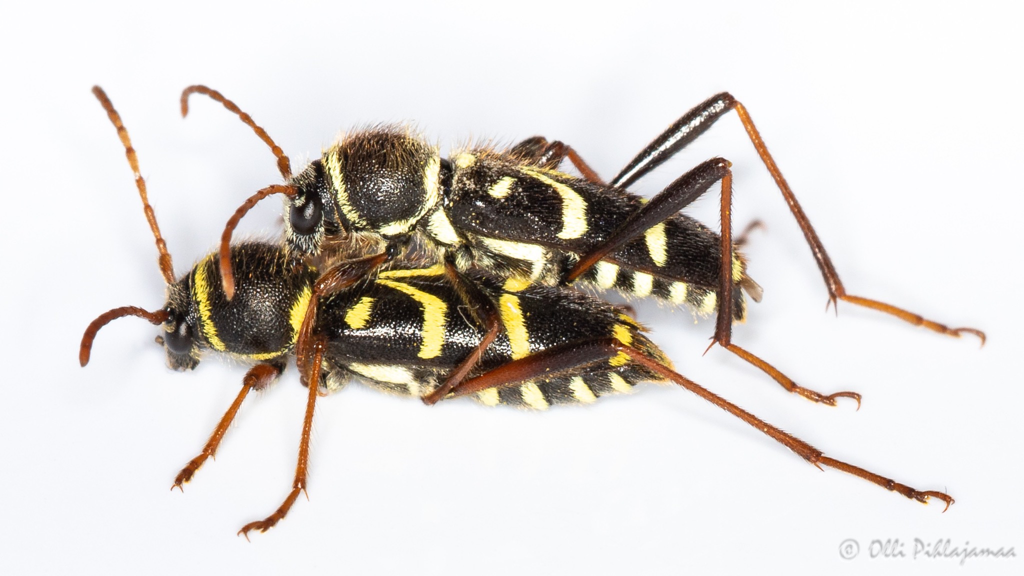 Clytus rhamni