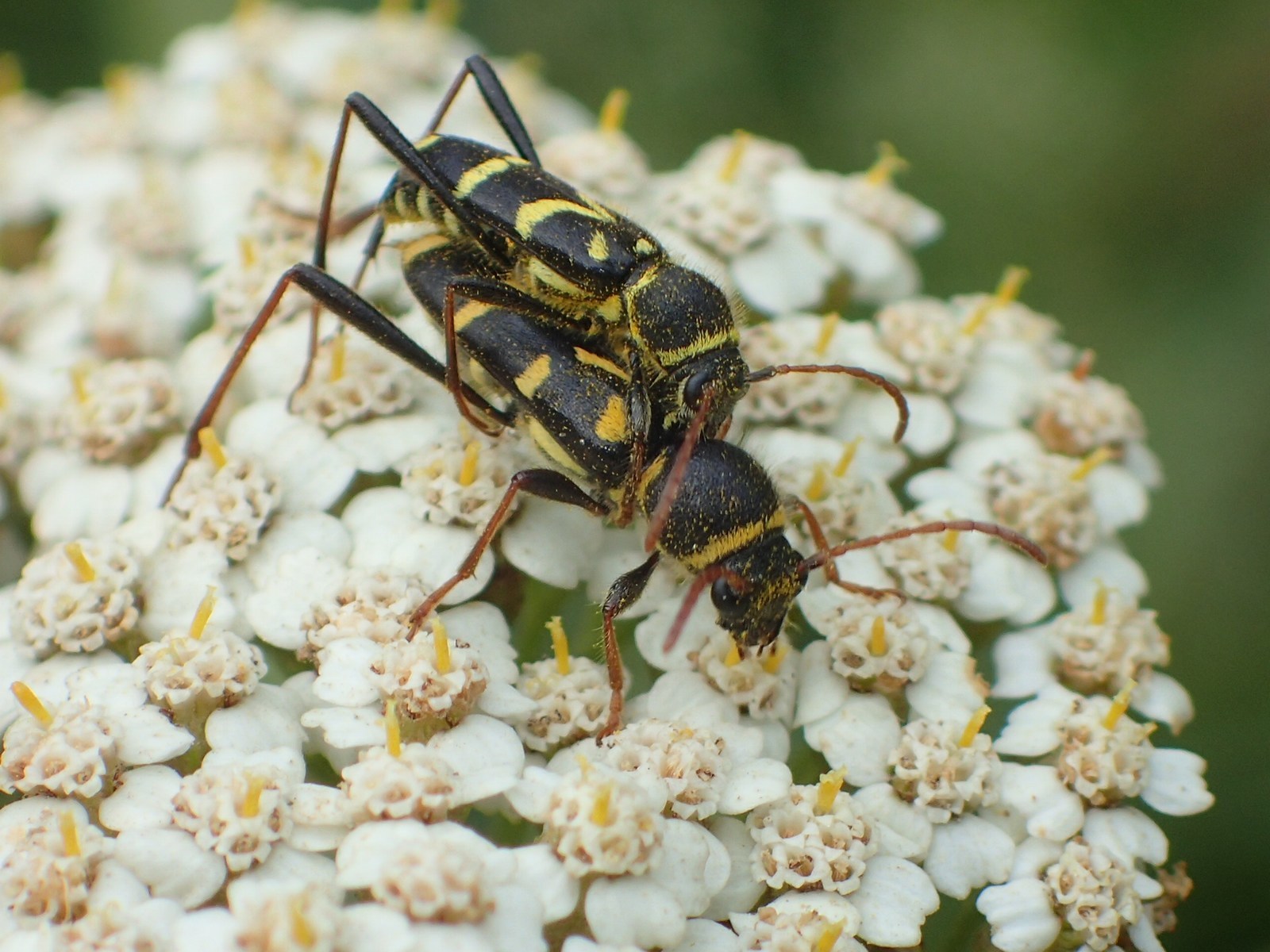 Clytus rhamni