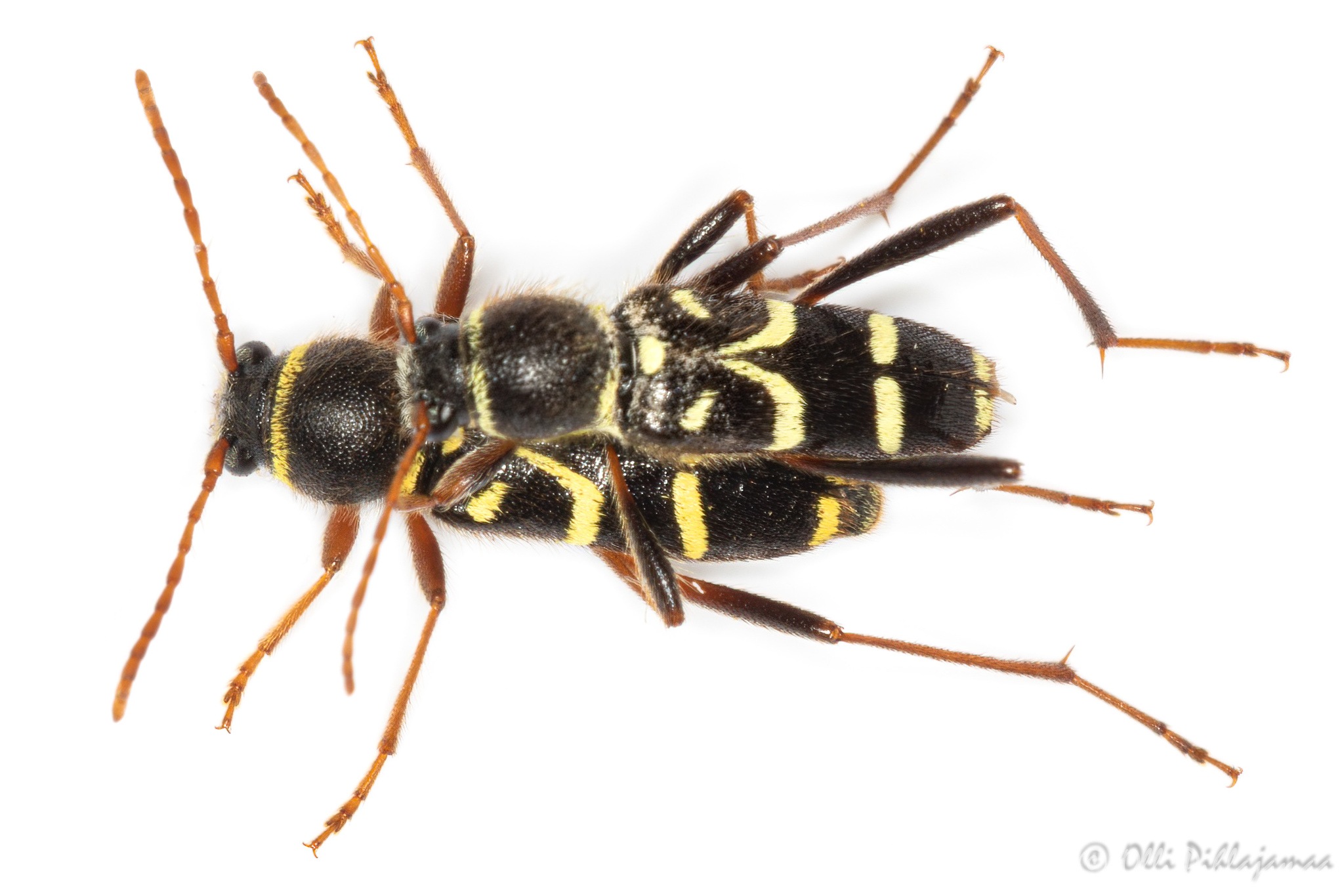 Clytus rhamni