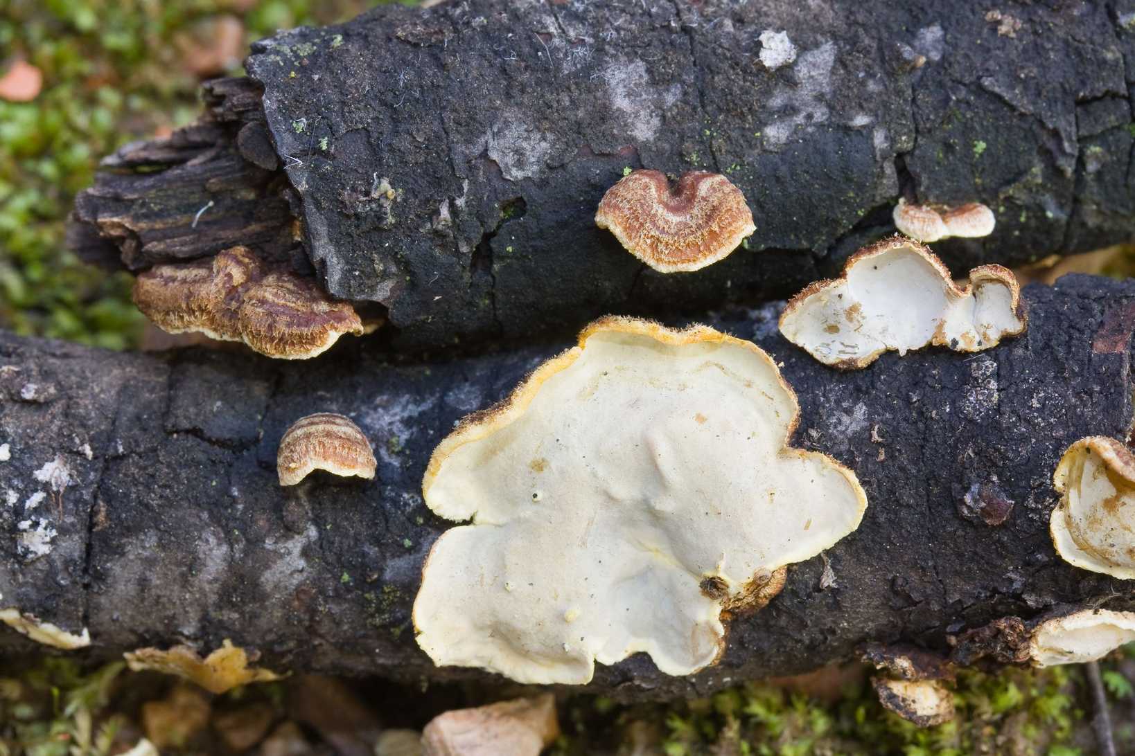 Eichleriella leucophaea