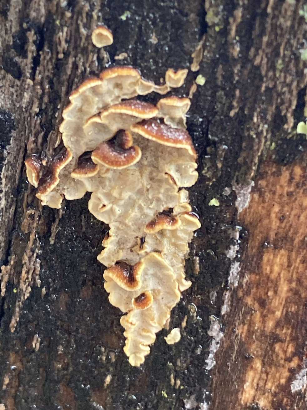 Eichleriella leucophaea