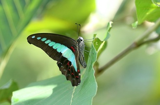 Graphium sarpedon