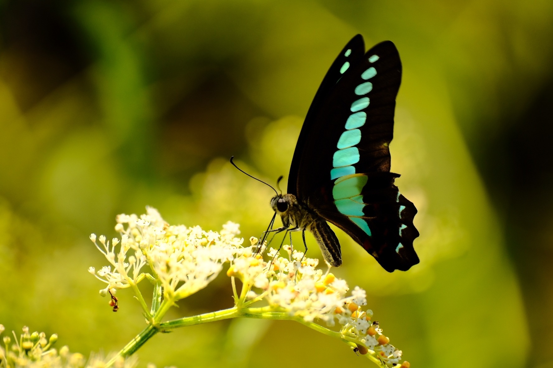 Graphium sarpedon