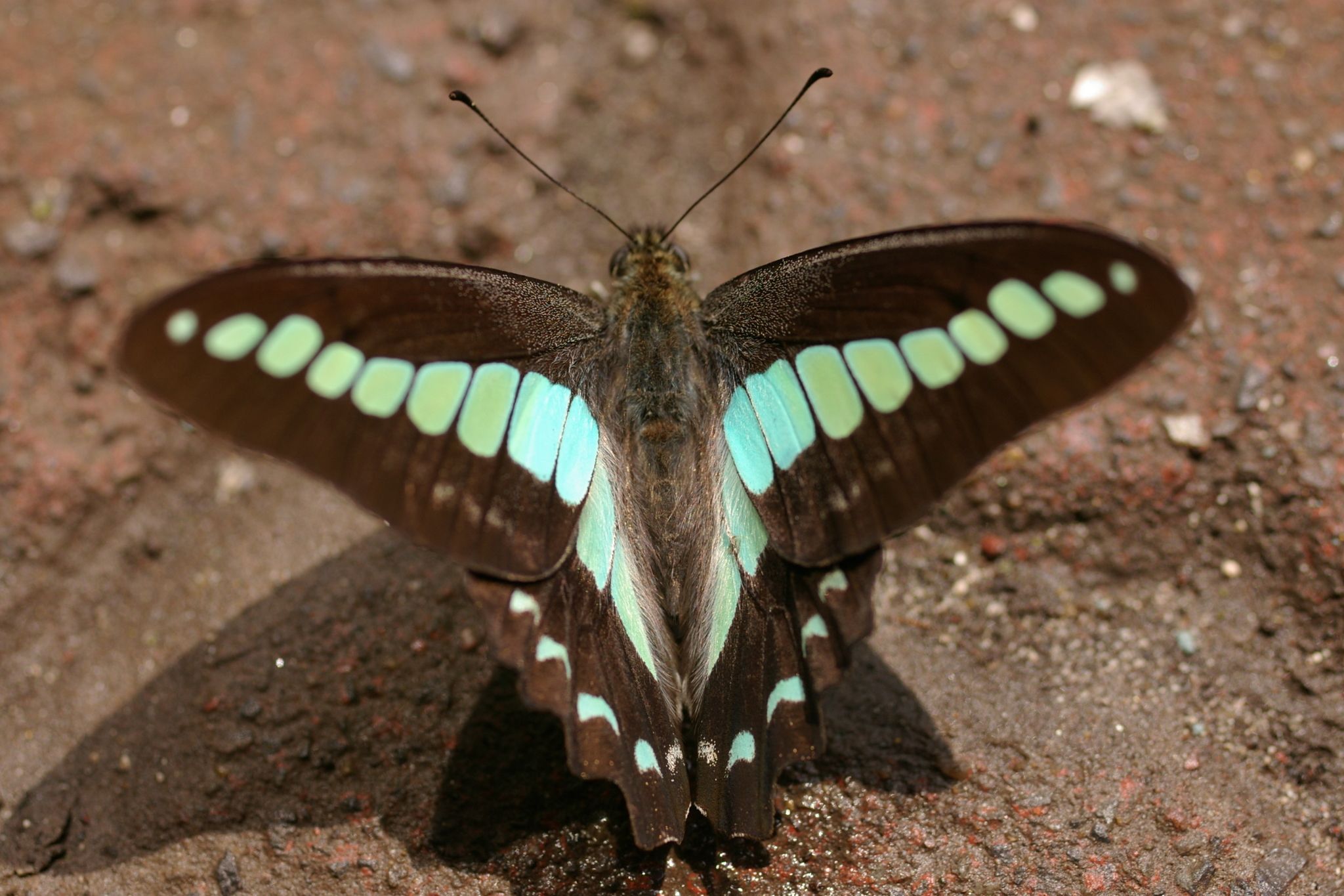 Graphium sarpedon