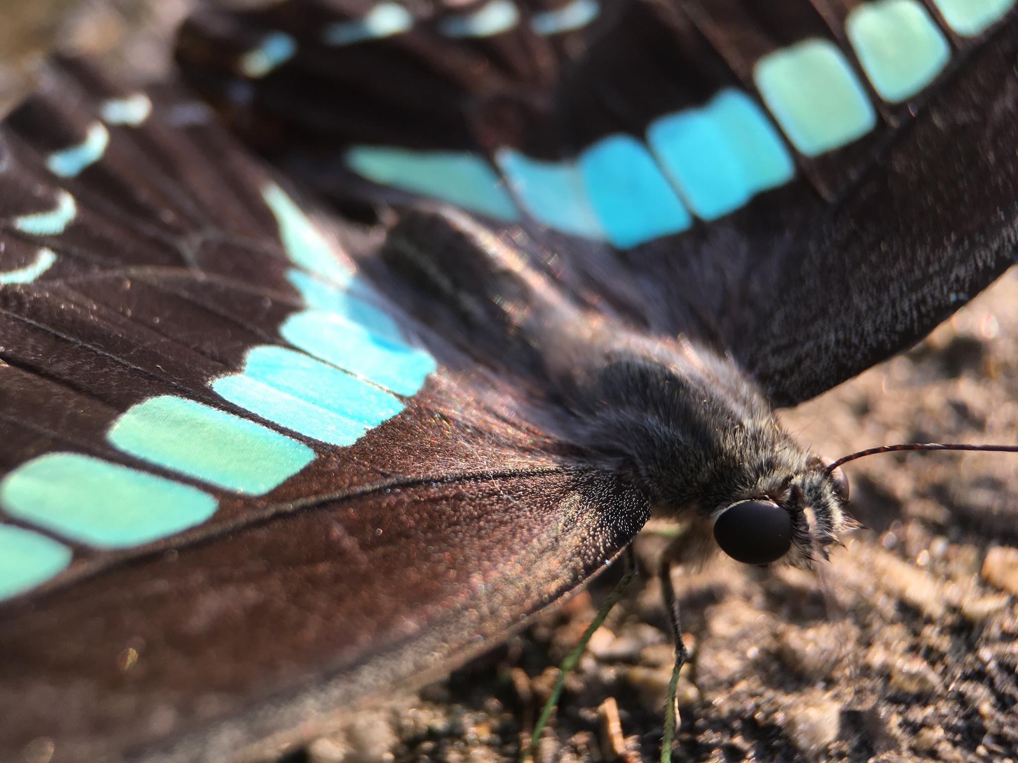 Graphium sarpedon