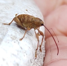 Curculio caryae