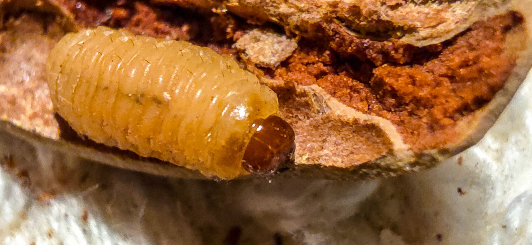 Curculio caryae
