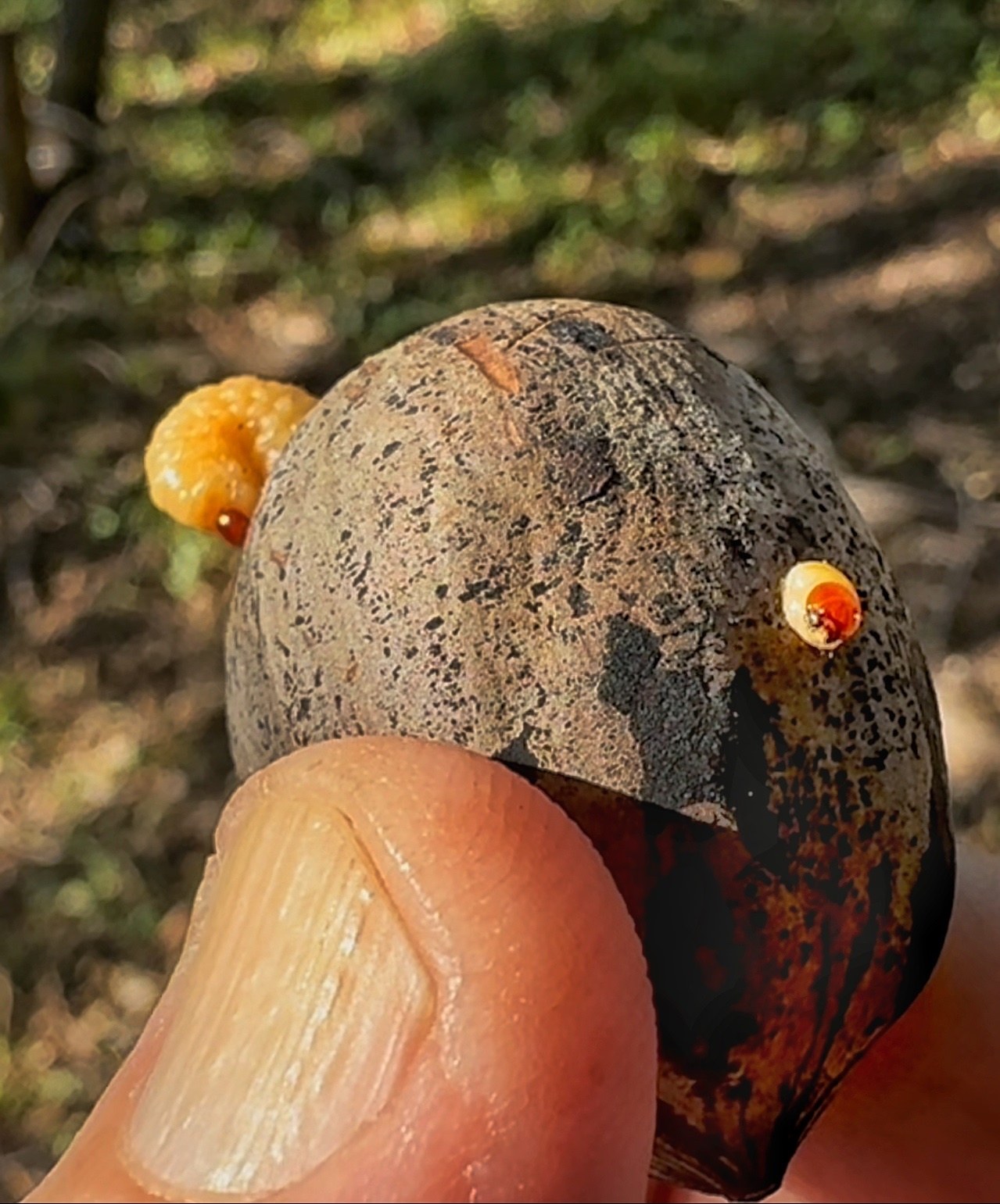 Curculio caryae