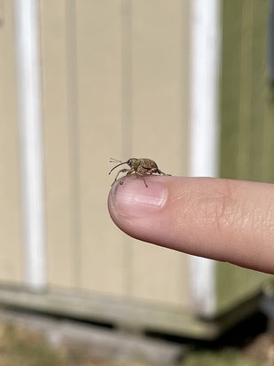 Curculio caryae