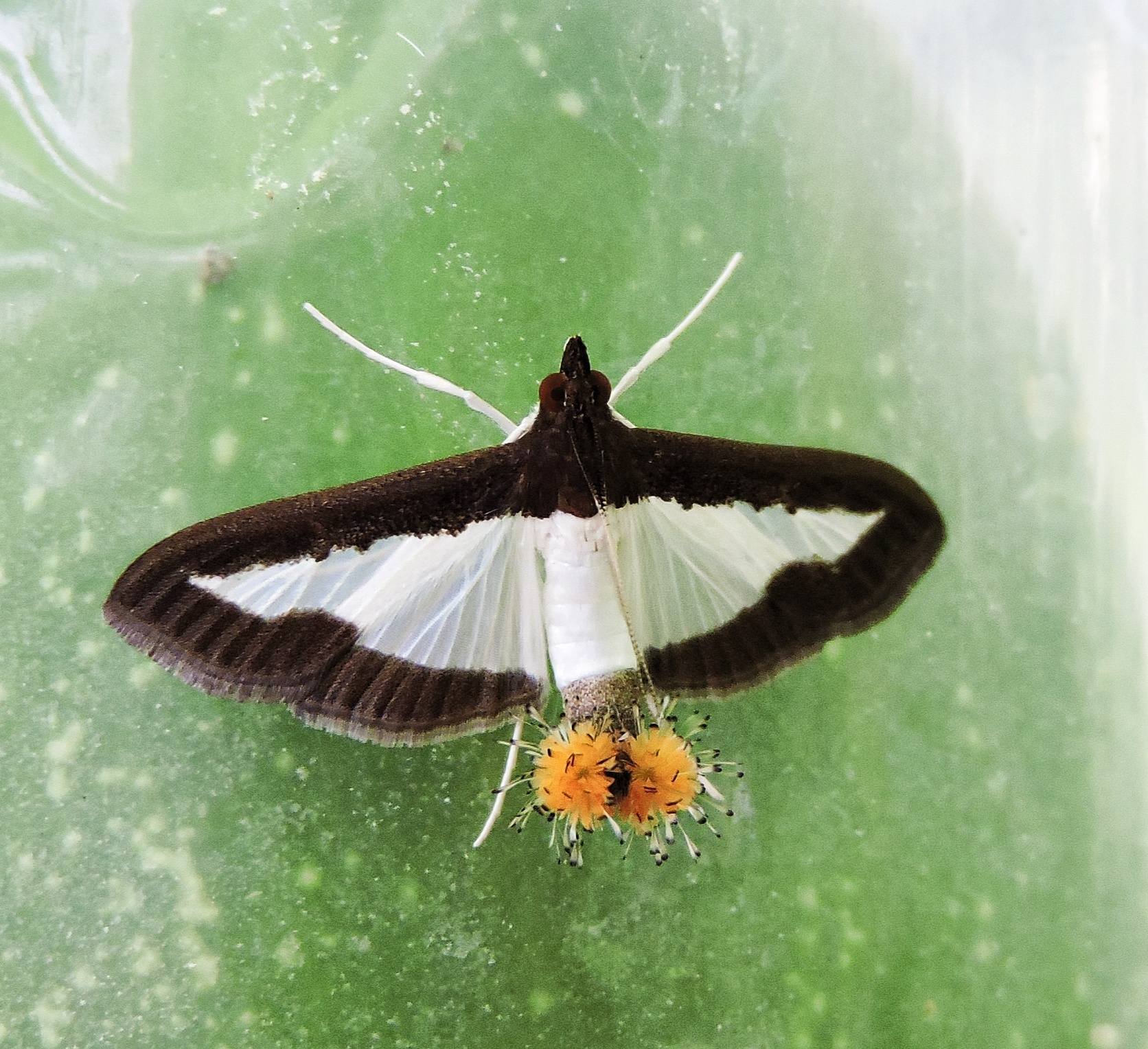 Diaphania indica