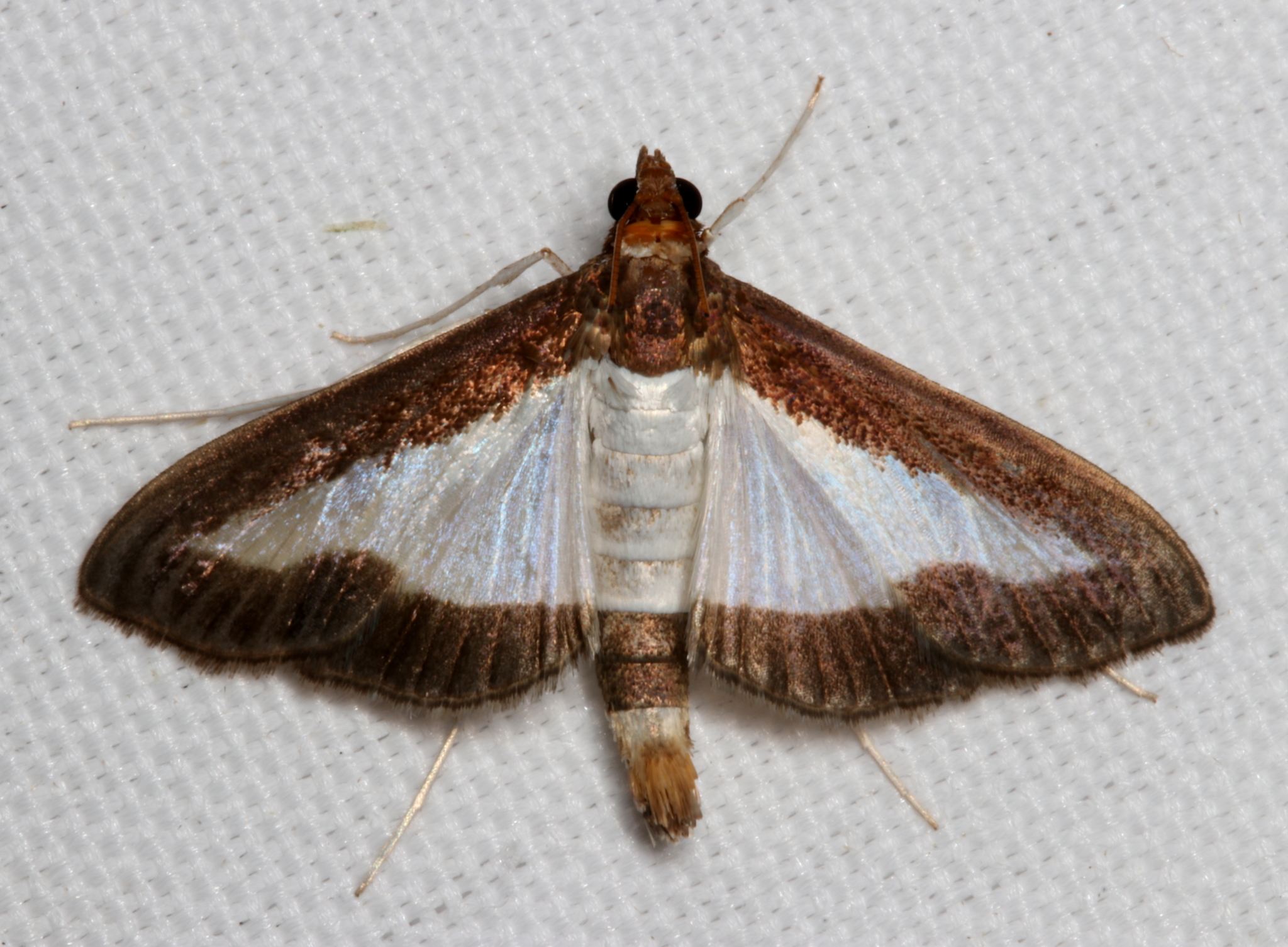 Diaphania indica