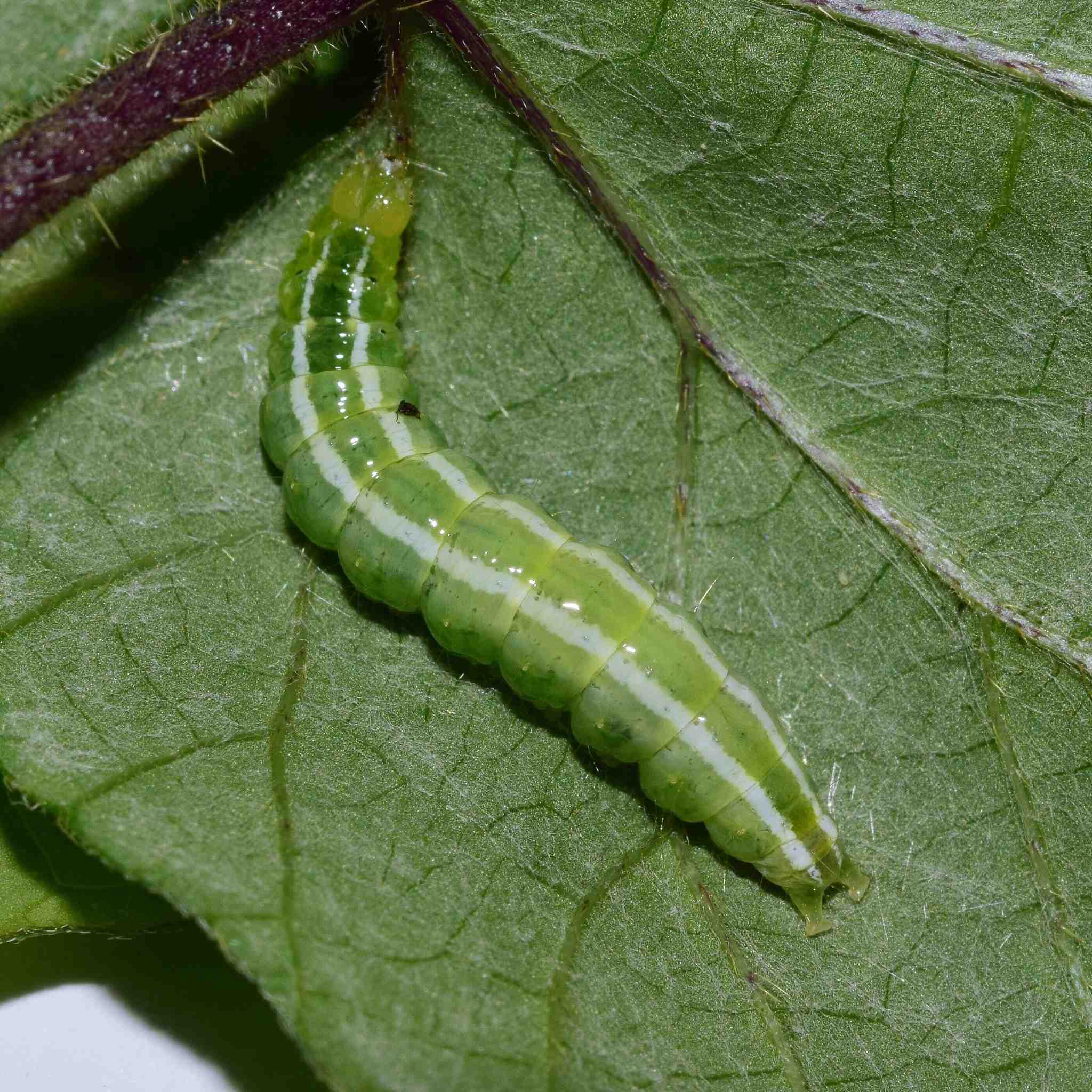 Diaphania indica