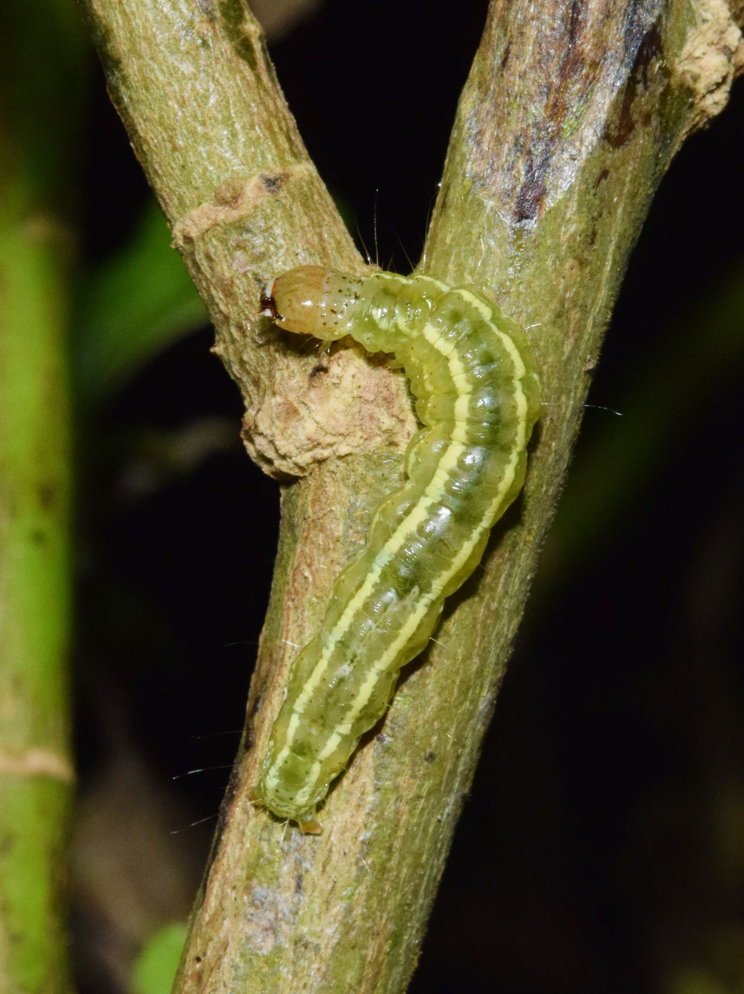 Diaphania indica