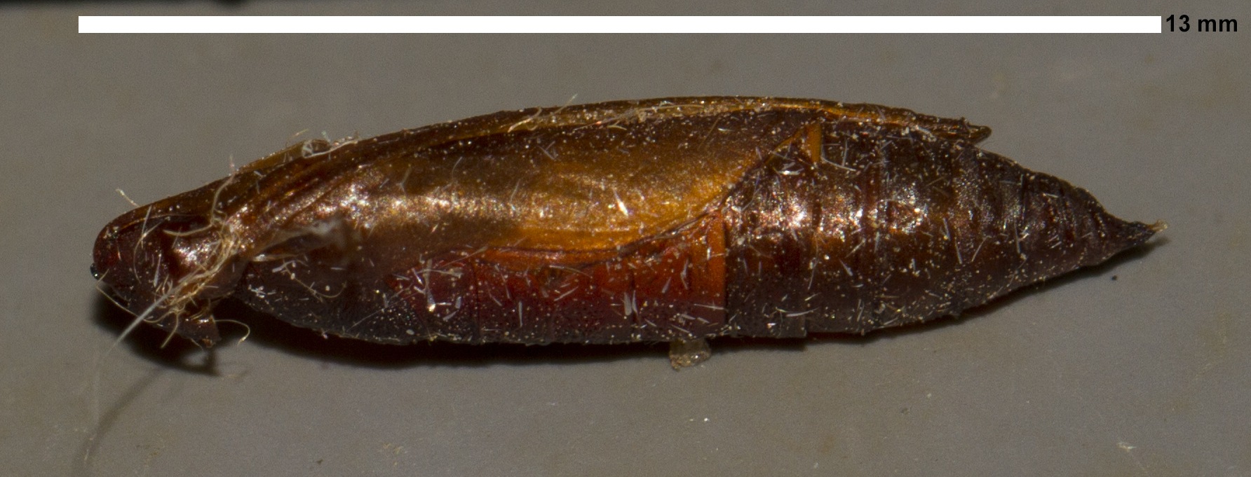 Diaphania indica