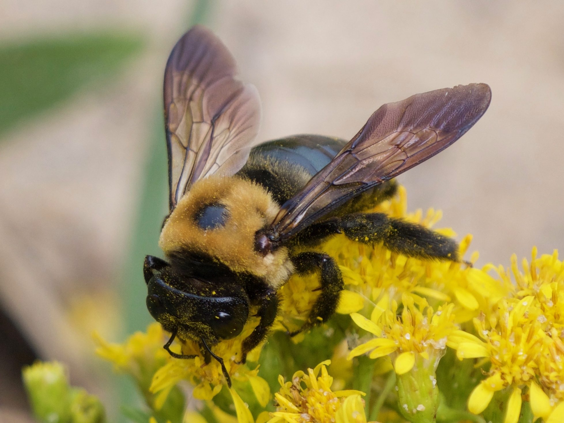 Xylocopa virginica