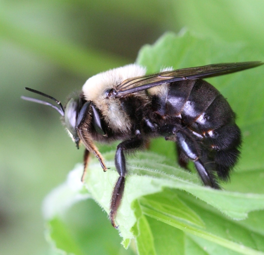 Xylocopa virginica