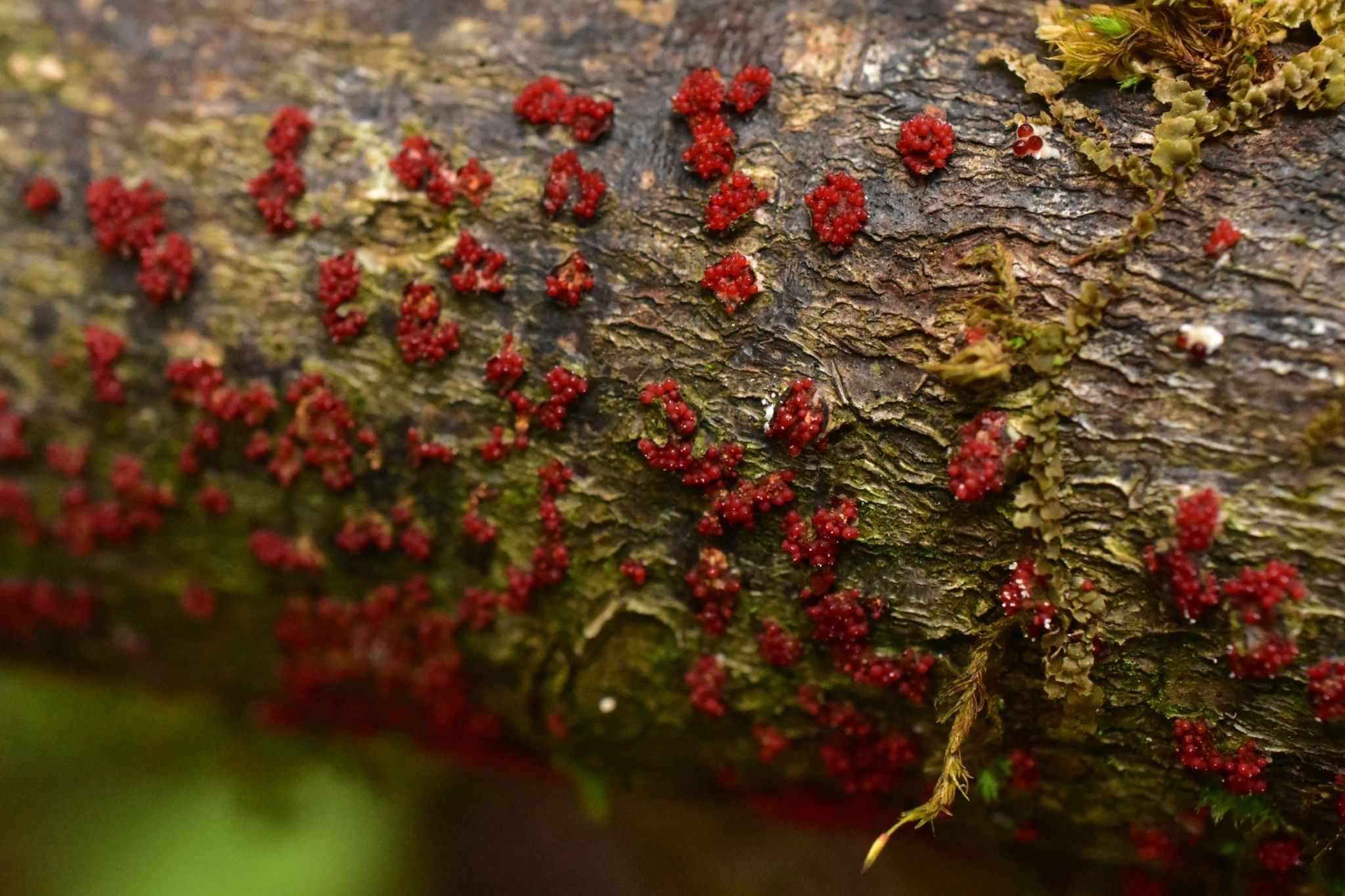 Neonectria magnoliae