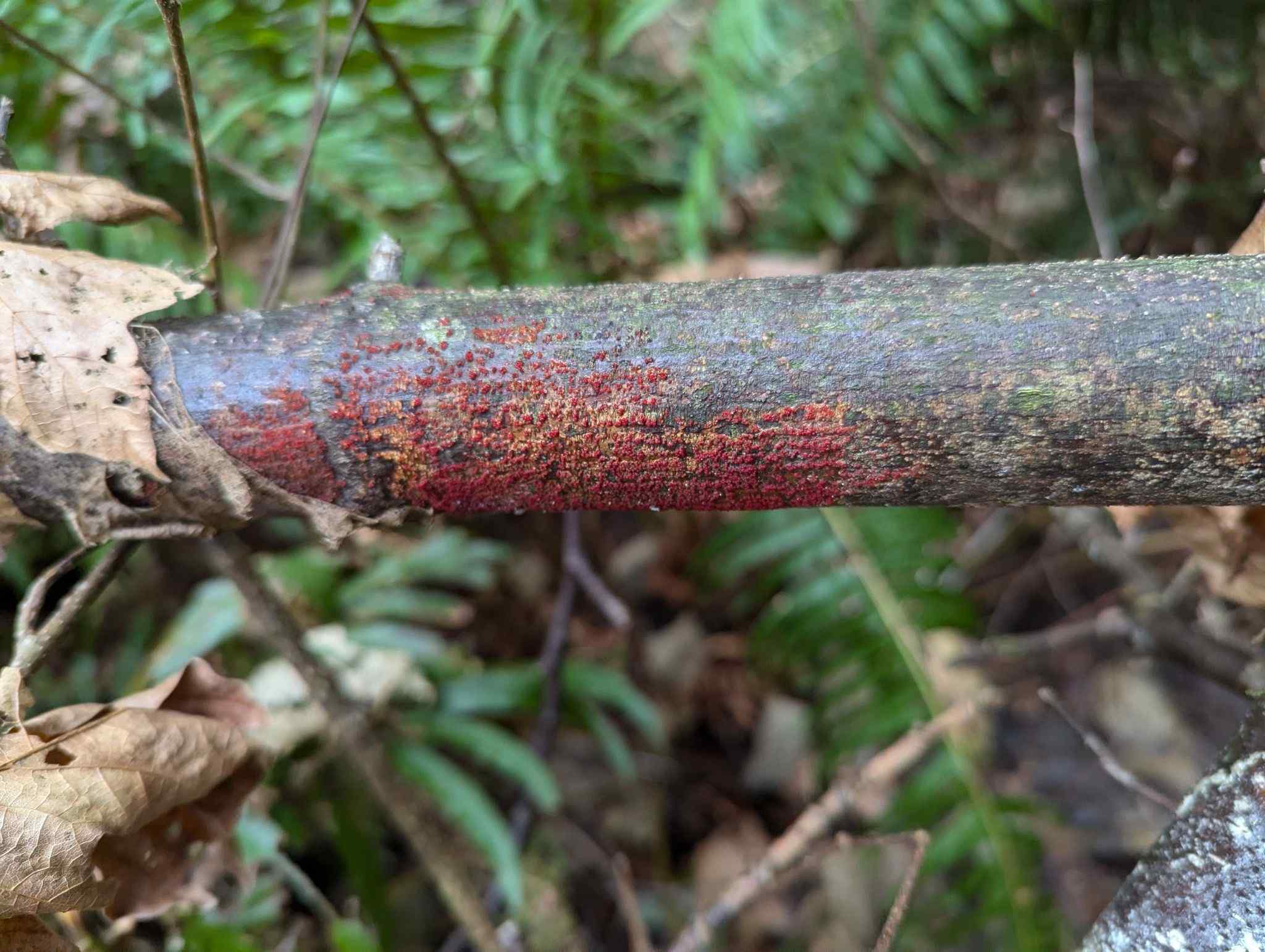 Neonectria magnoliae