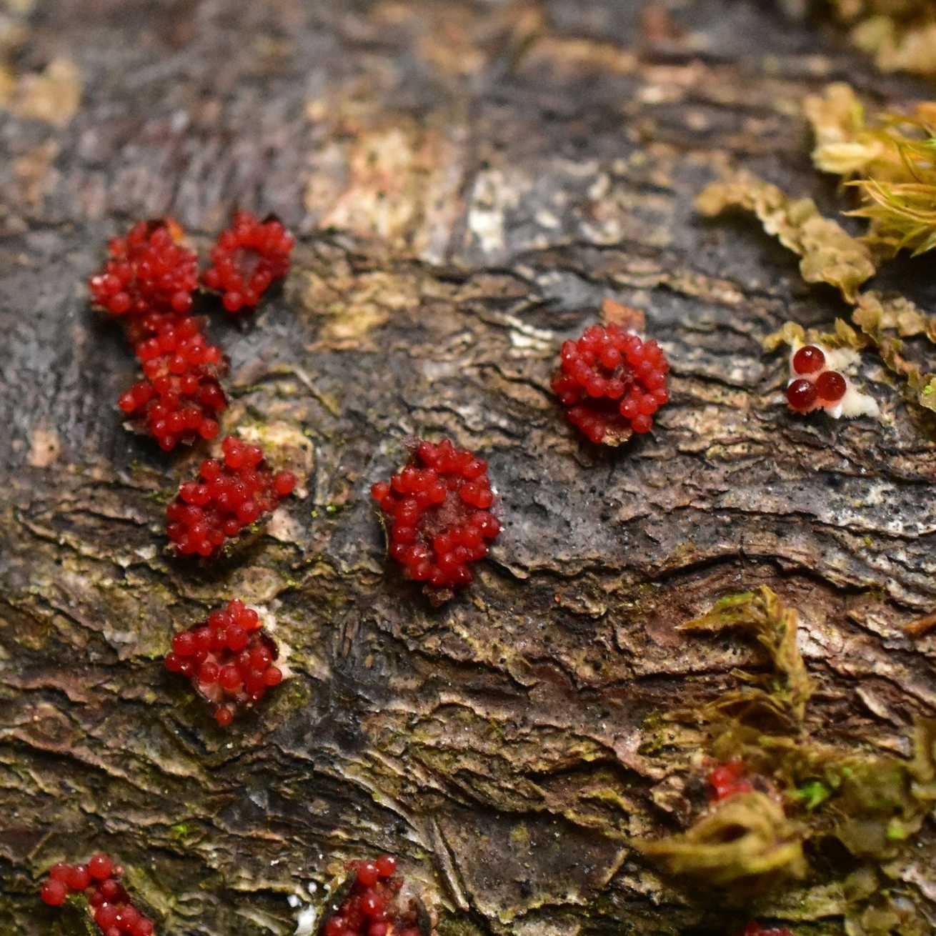 Neonectria magnoliae