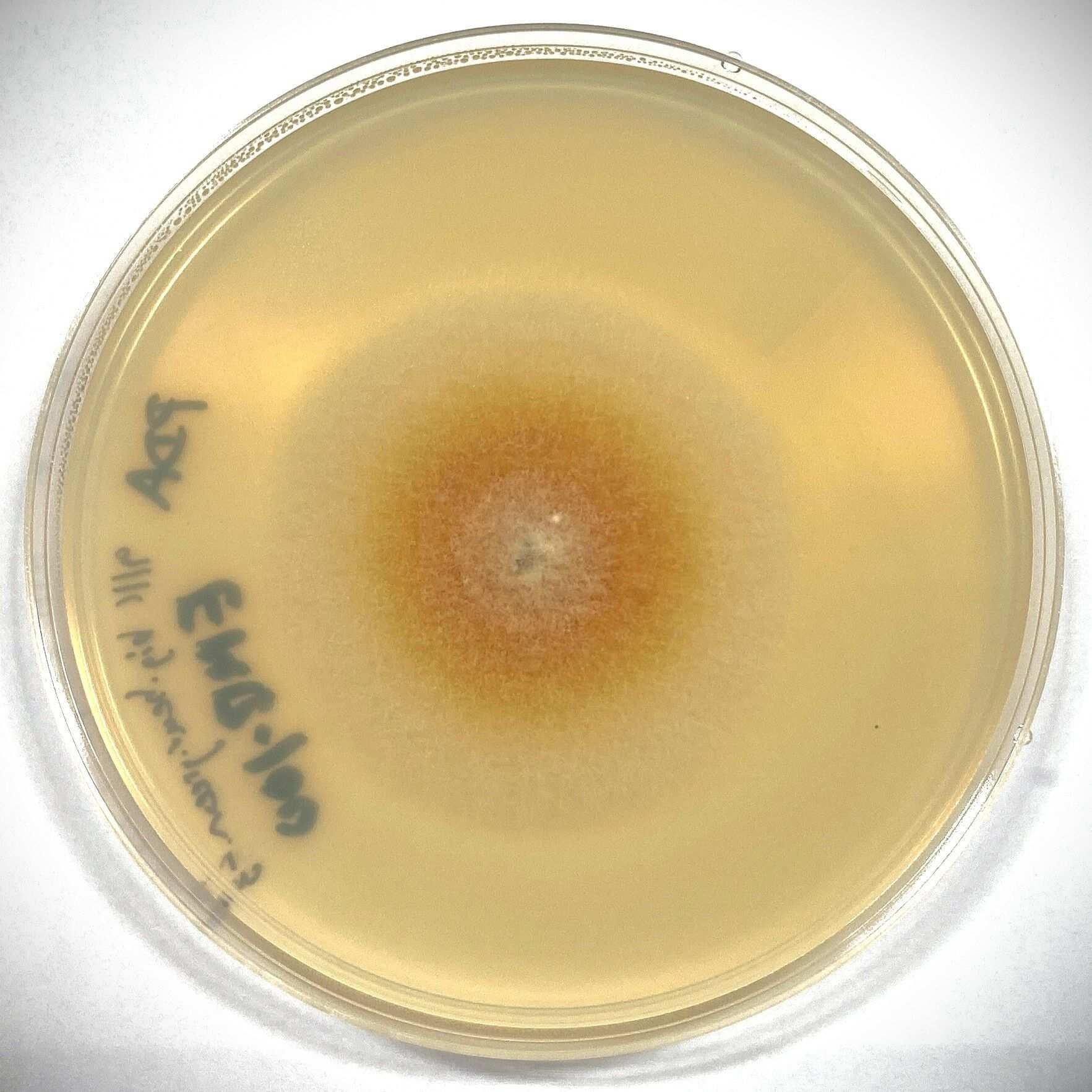 Neonectria magnoliae
