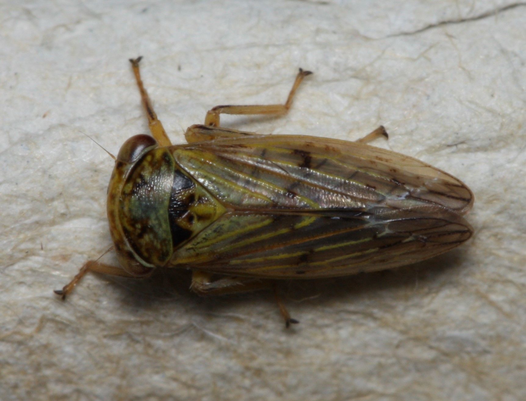 Rhytidodus