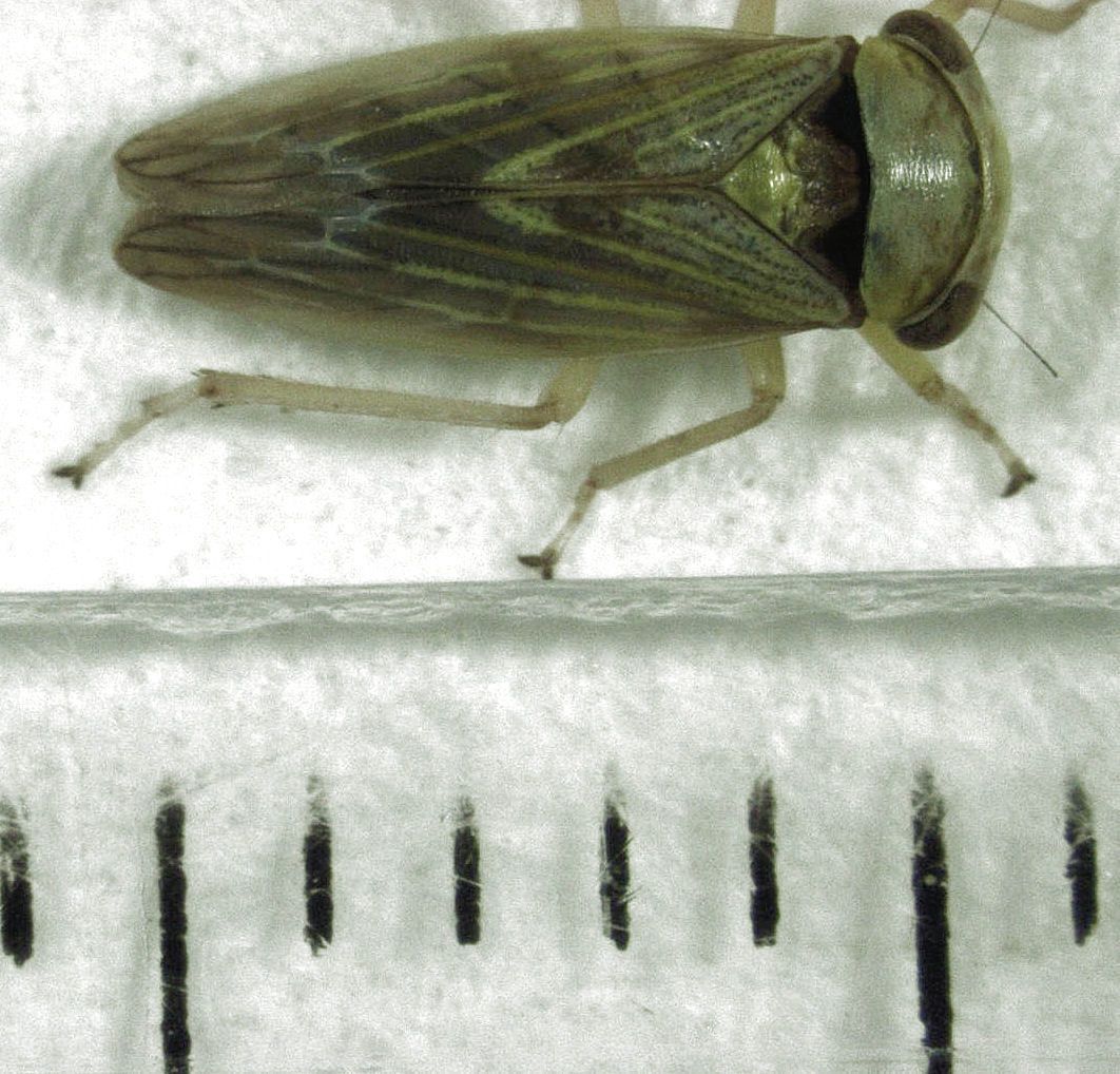 Rhytidodus