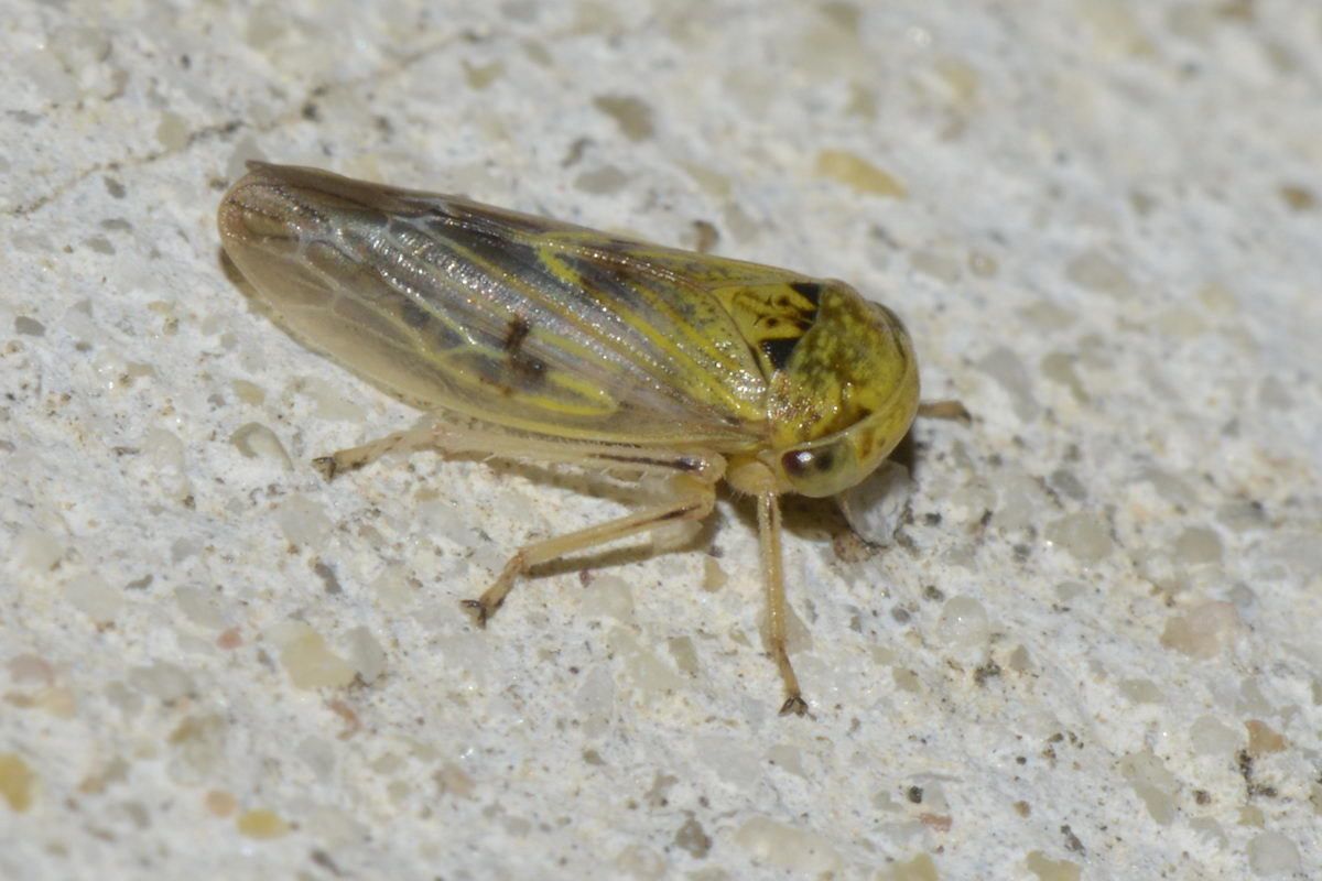 Rhytidodus