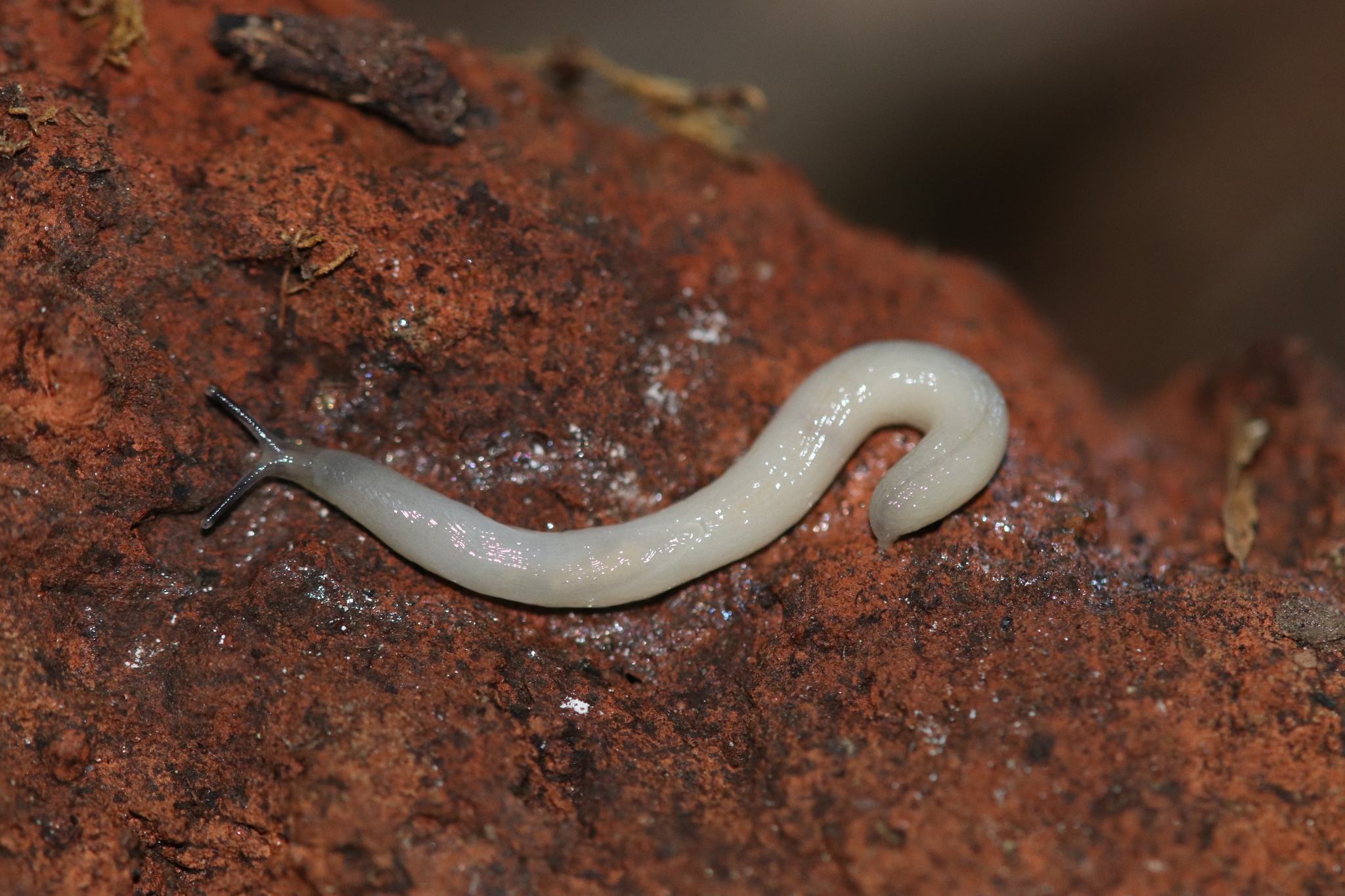 Boettgerilla pallens