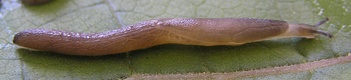 Boettgerilla pallens