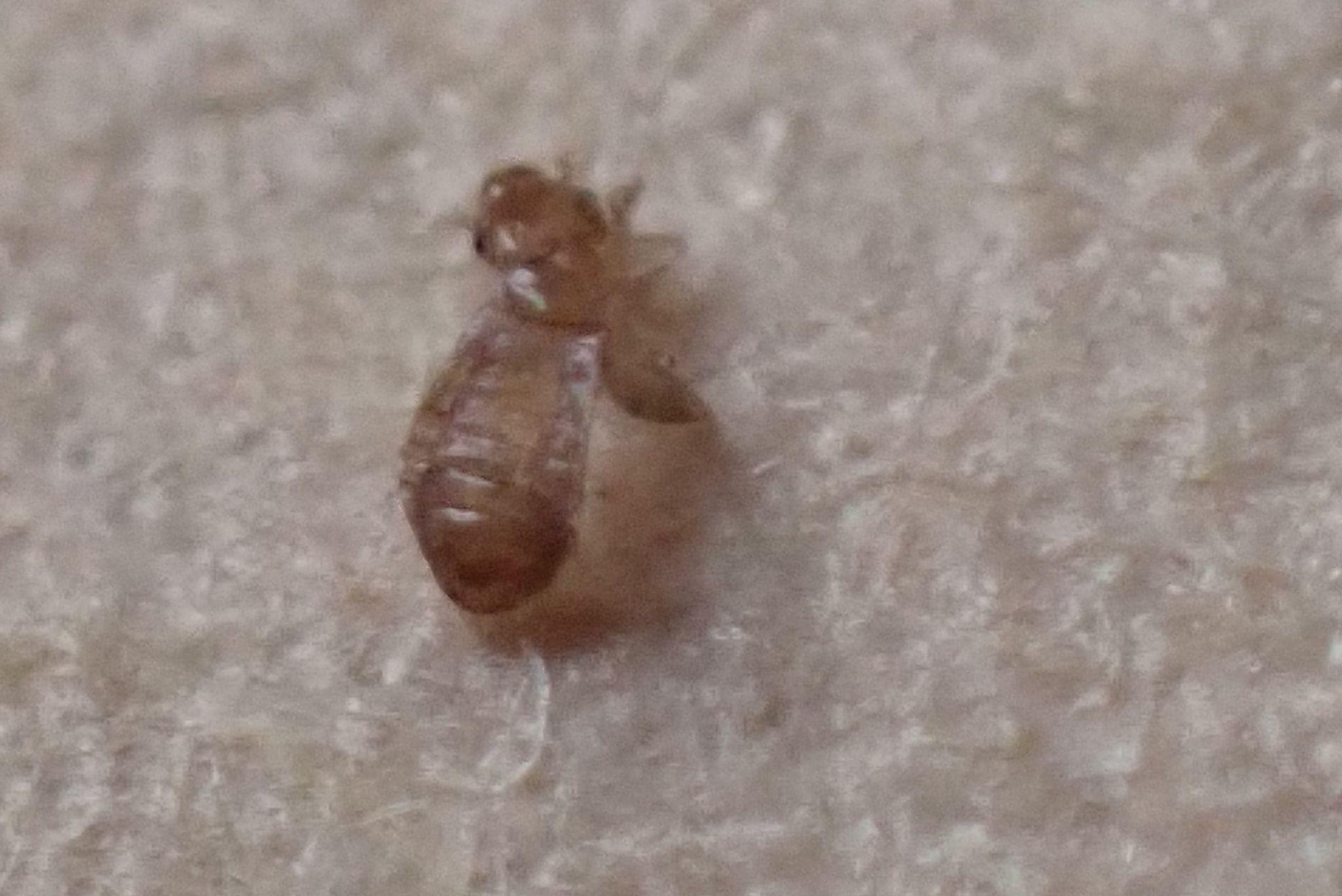 Liposcelis decolor