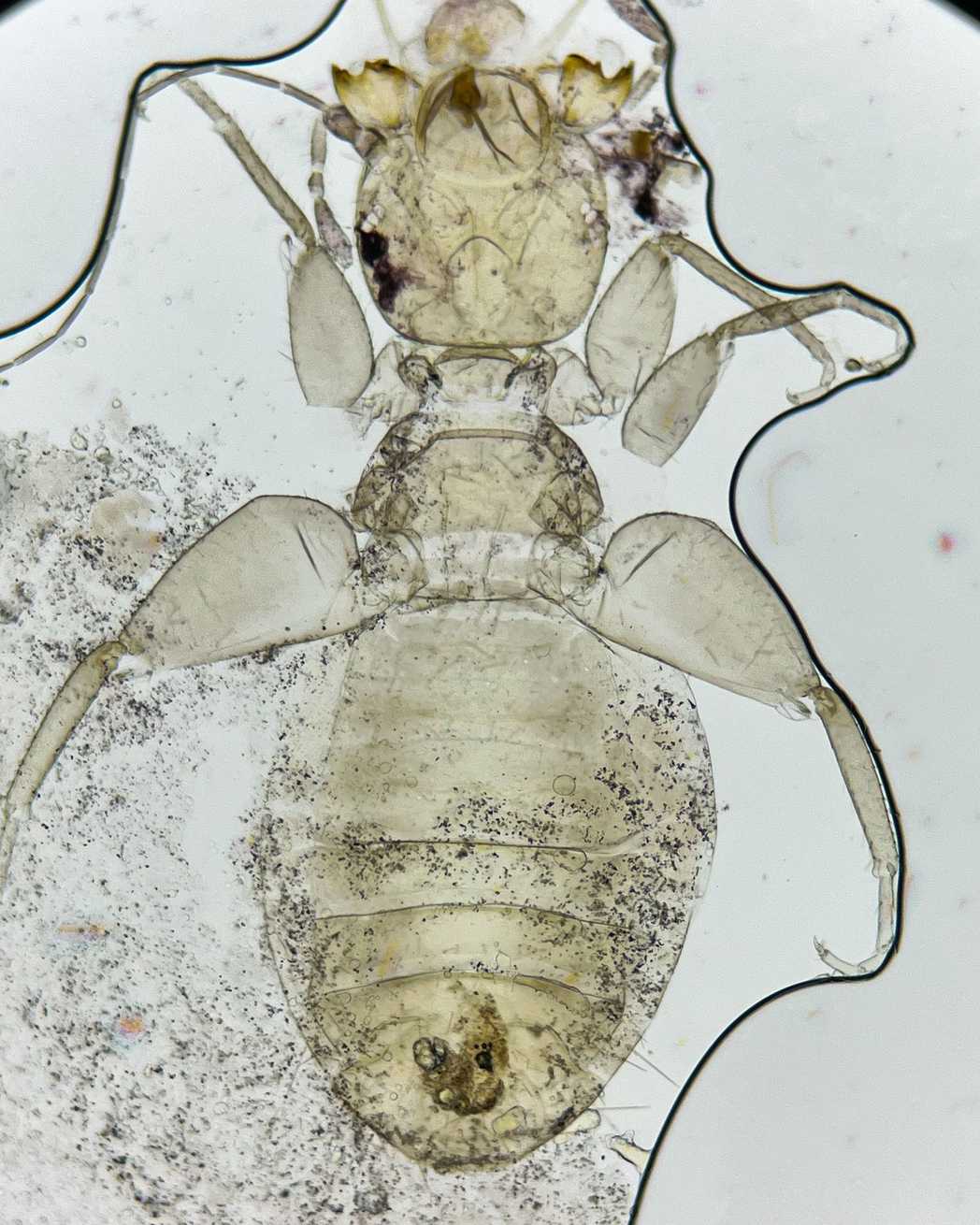 Liposcelis decolor