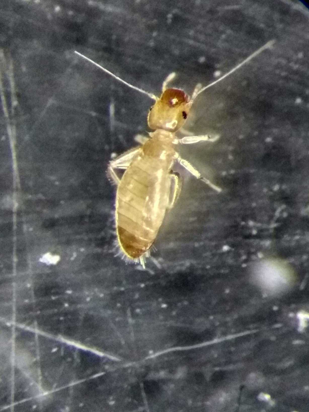 Liposcelis decolor