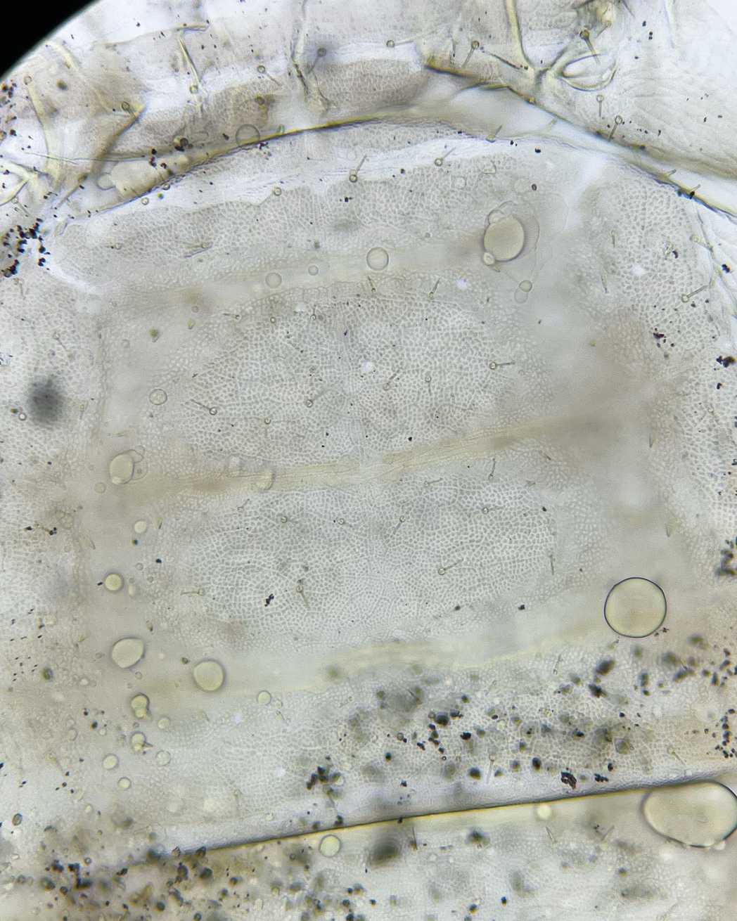 Liposcelis decolor