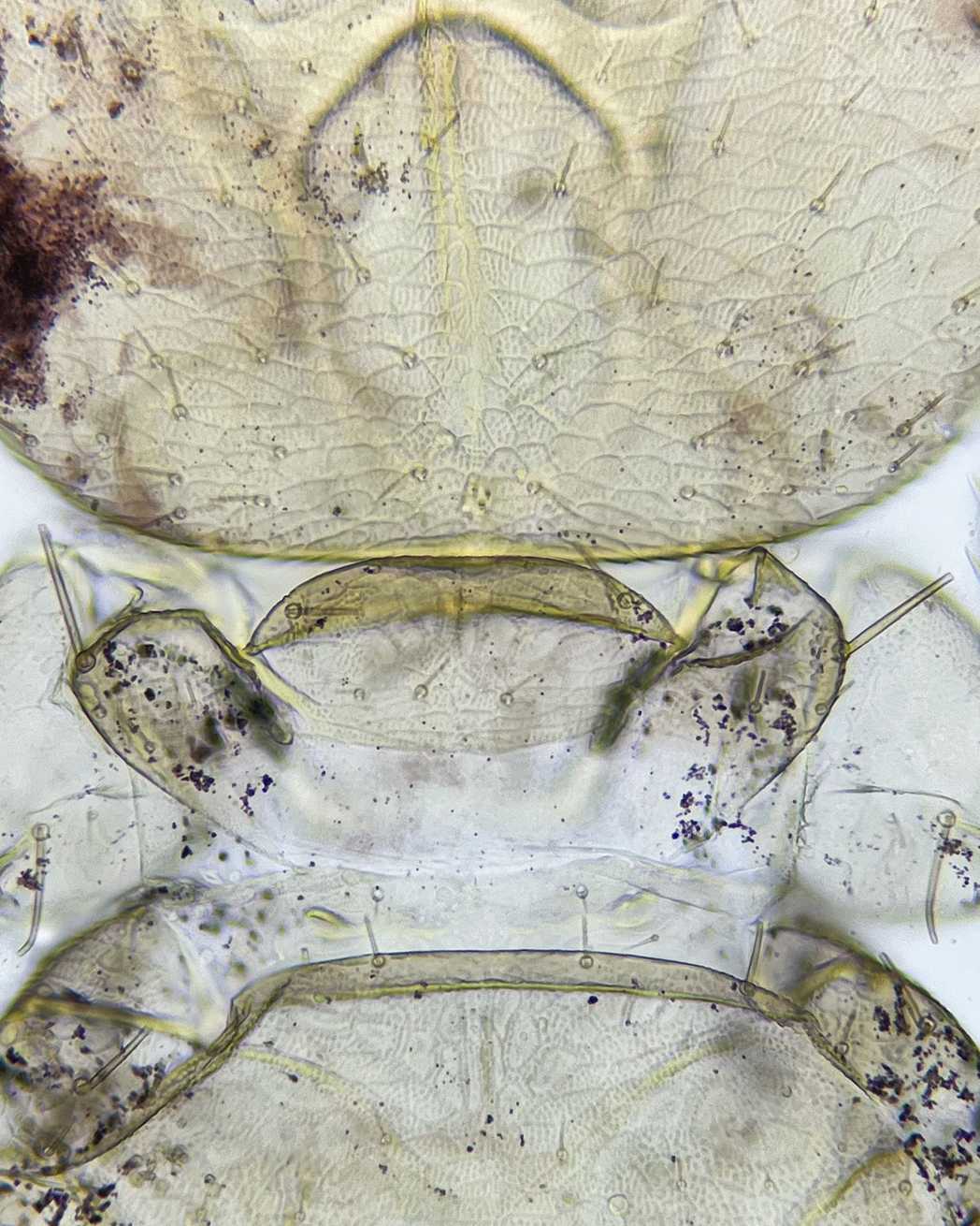 Liposcelis decolor