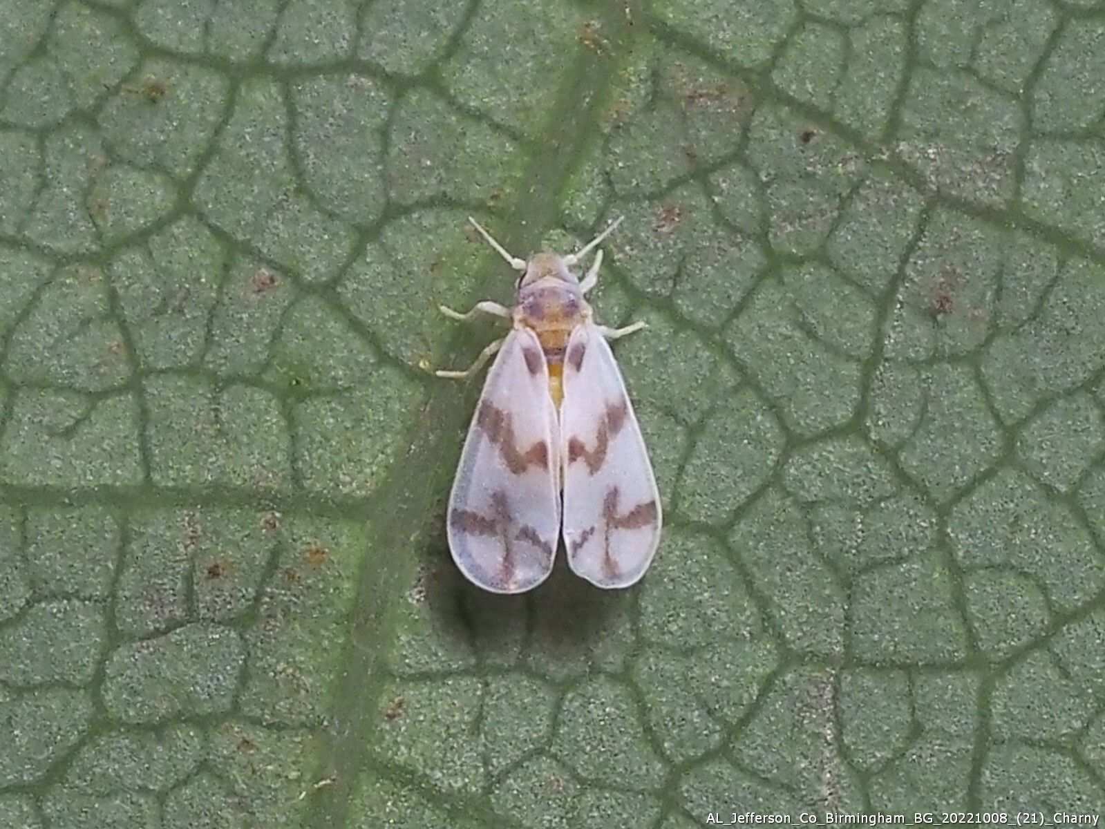 Tetraleurodes mori