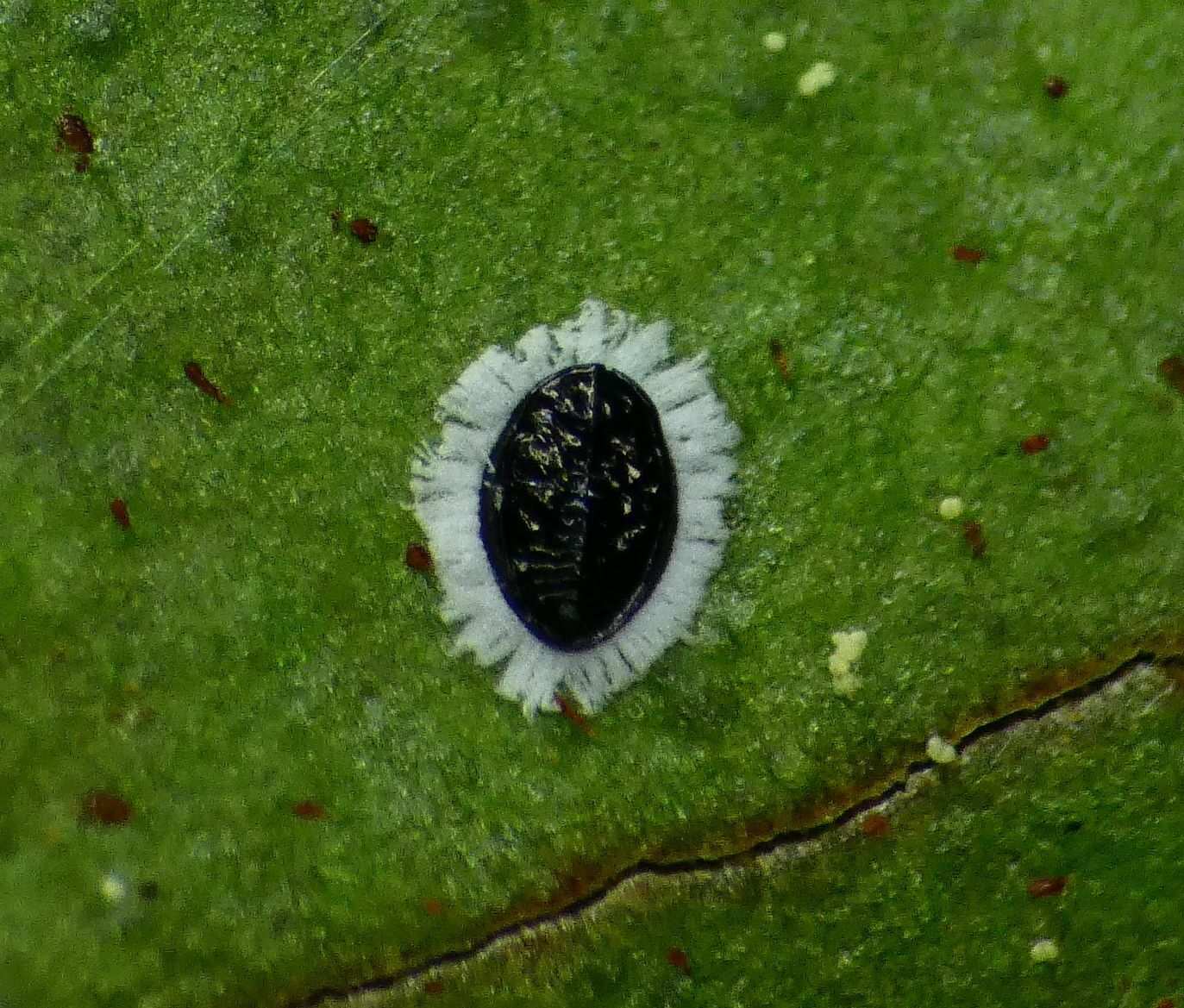 Tetraleurodes mori