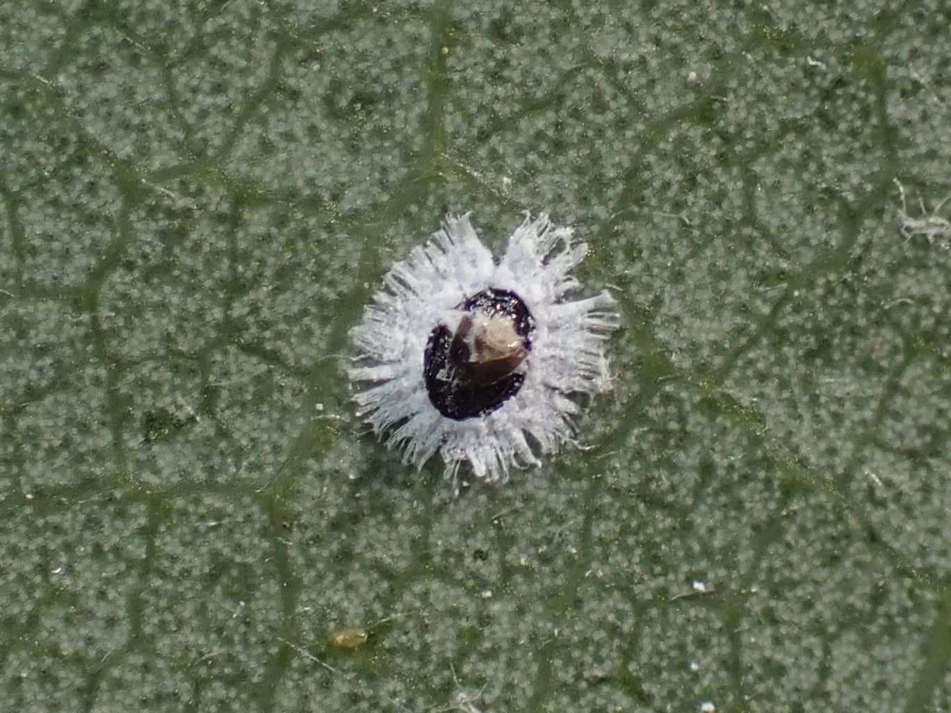 Tetraleurodes mori