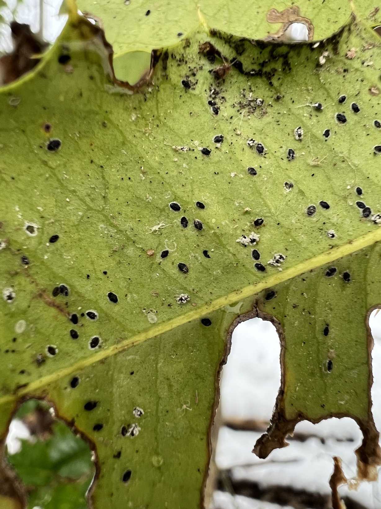 Tetraleurodes mori