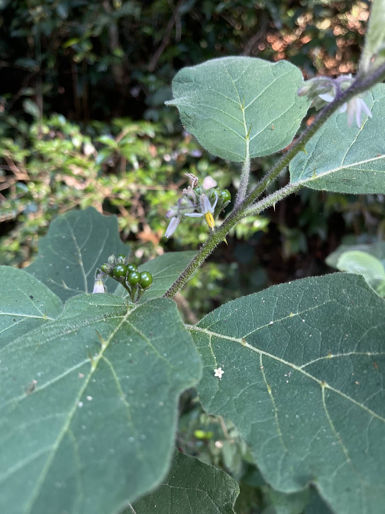 Solanum anguivi
