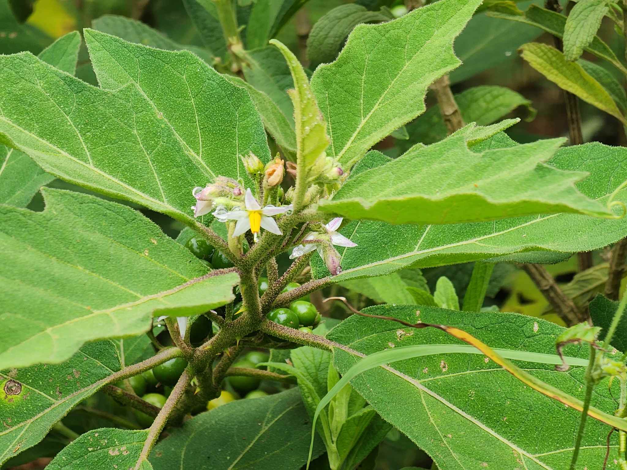 Solanum anguivi