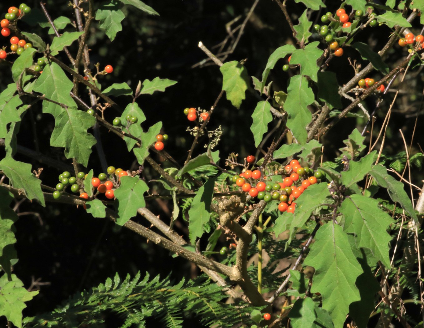 Solanum anguivi