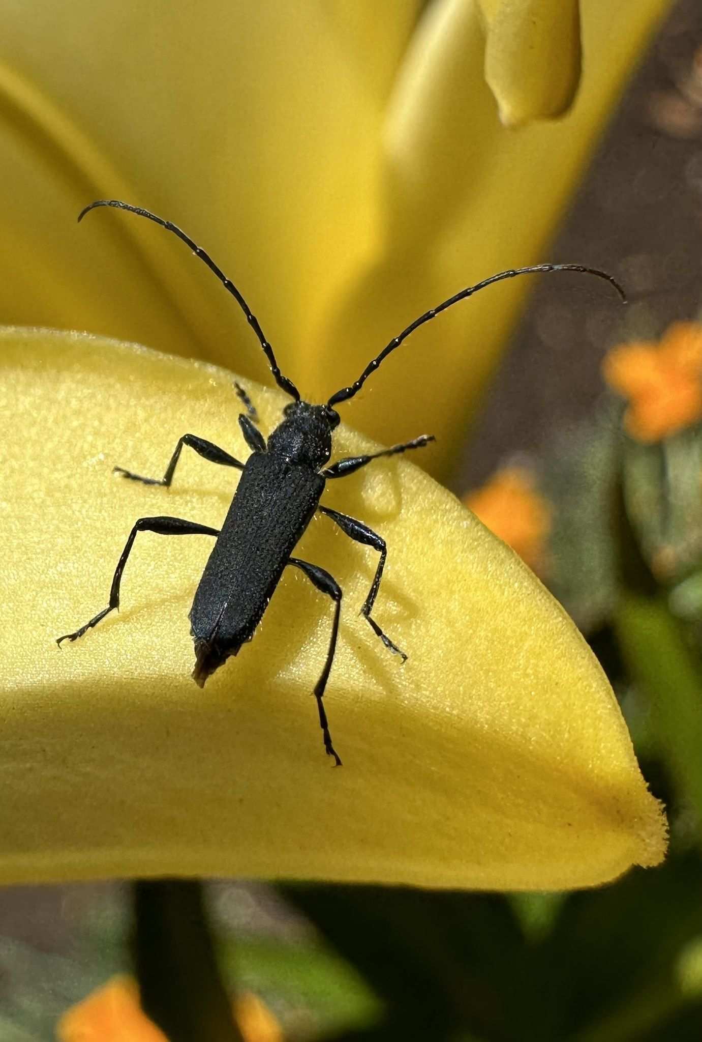 Eryphus