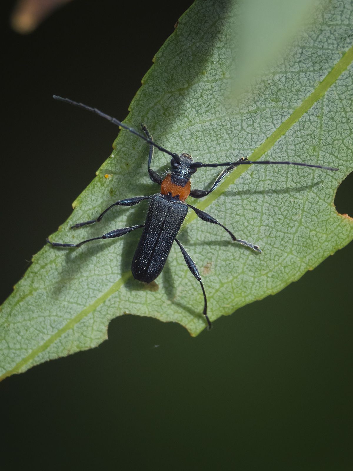 Eryphus