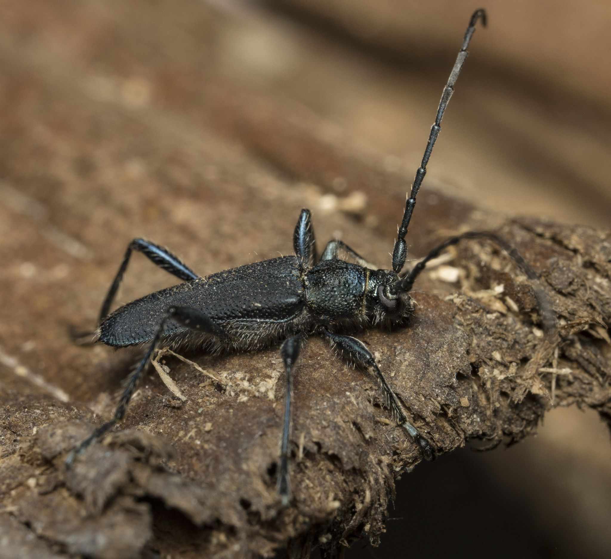 Eryphus